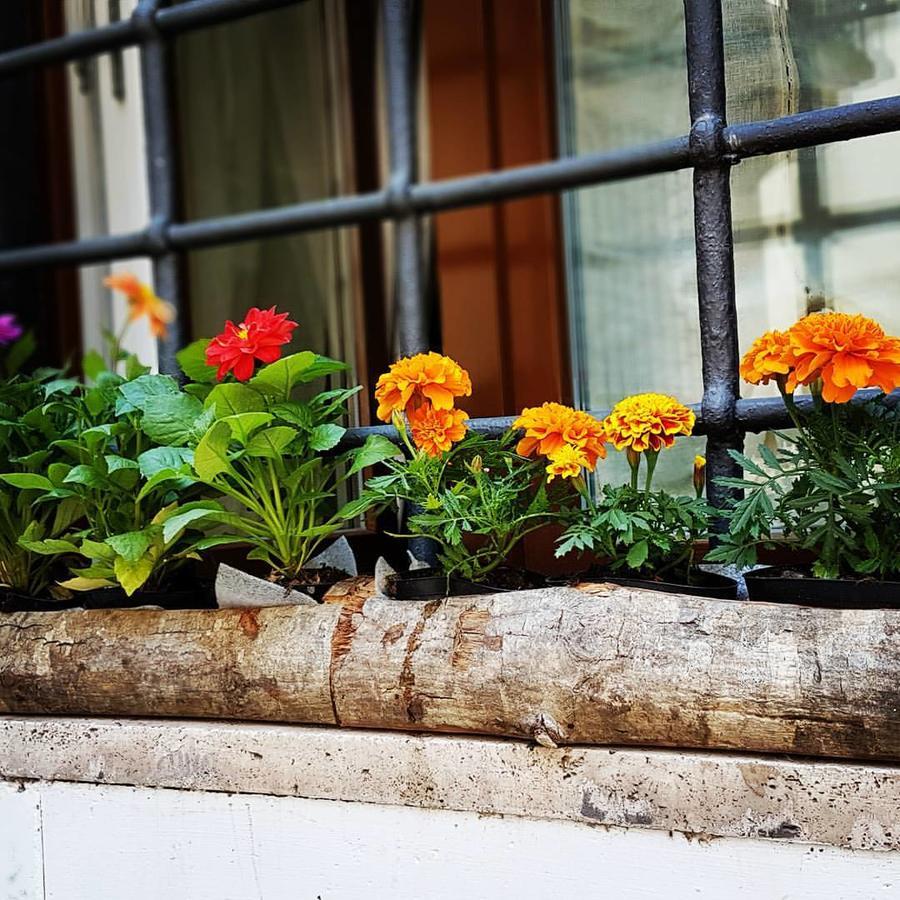 Navona Sweet Home Rzym Zewnętrze zdjęcie